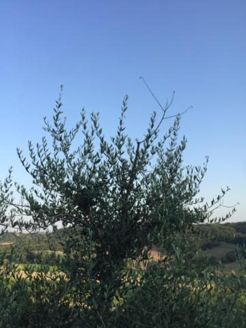 Casa Natura San Gimignano Esterno foto